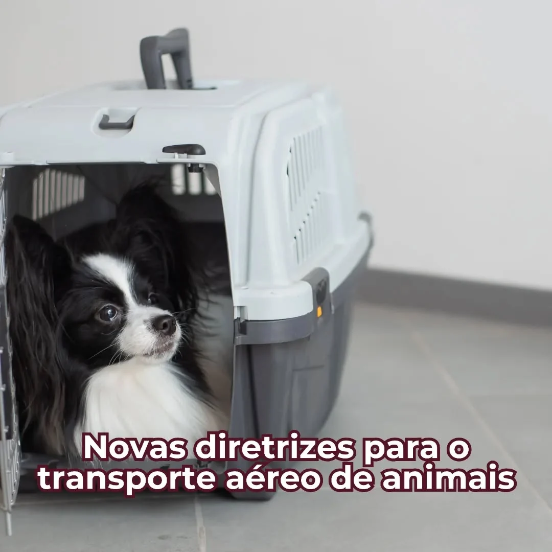 O governo brasileiro apresentou novas diretrizes para o transporte de animais em
